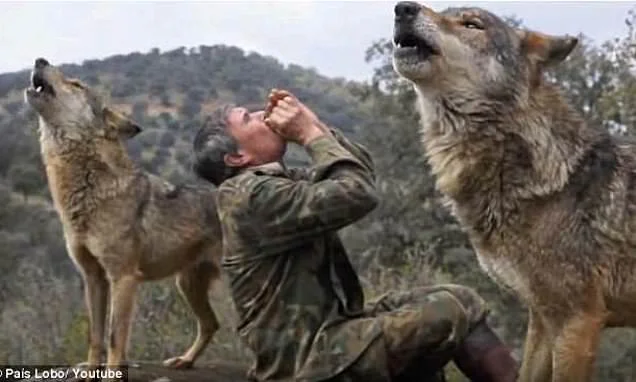 The boy raised by wolves, who spent his '12 most beautiful years' with a wolfpack before he was found living like an animal in rural Spain, passes away aged 80