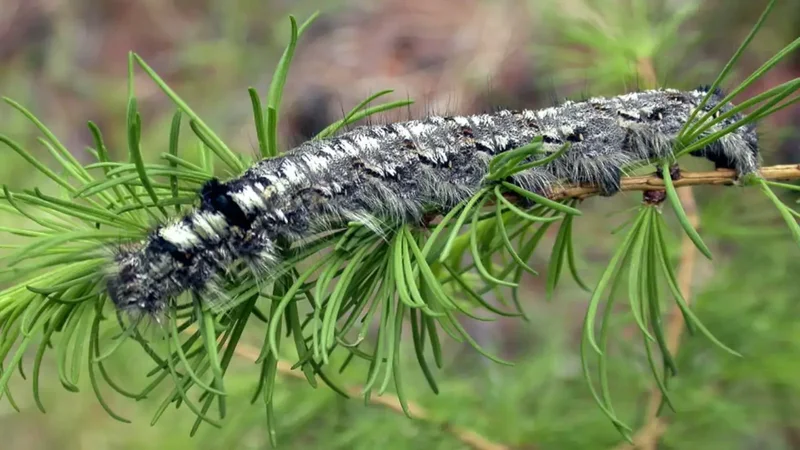 Moth outbreak leaves Siberian forests dead and fuels uncontrollable wildfires