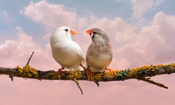 What Bird Song Can Tell Us About the Nature of Dreams