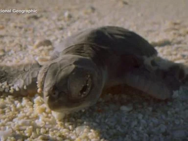 WATCH:  Moment on Earth: Baby green sea turtles delight