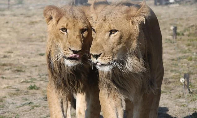 Two lions that were ripped from their mother at birth and passed around as trophy pets in a war zone have walked on grass for the first time - thanks to a British charity
