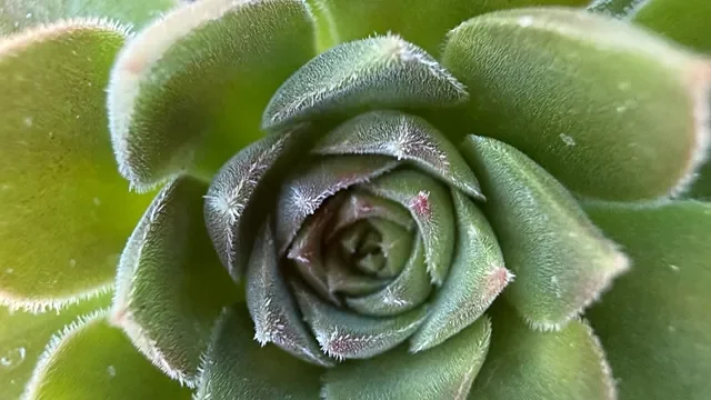 South Africa's unique succulents under threat from poachers