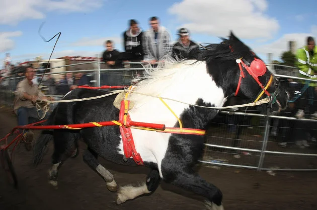 Sulky racing: What is the horse actually experiencing while it's enduring these races?