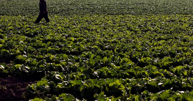 Farm linked to cyclosporaisis outbreak went years without FDA inspection