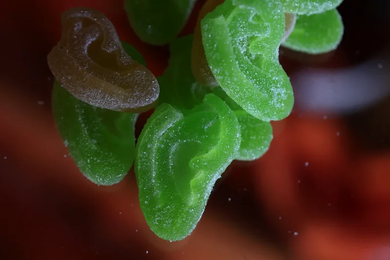 Cannabis gummies sold on social media are laced with spice, scientists warn