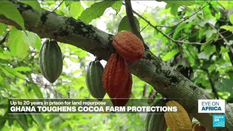Up to 20 years in jail for cocoa land repurpose in Ghana