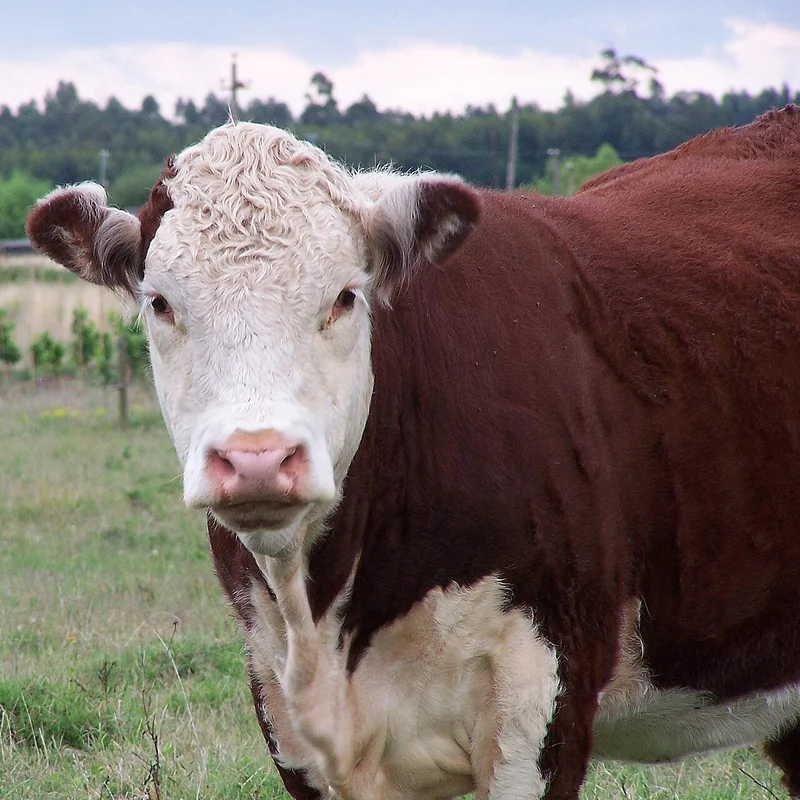 Uruguay Beef Exports Hit by New China Suspension
