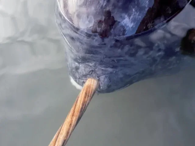 What makes a narwhal's tusk so special?