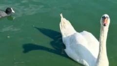 Death of swan family leaves residents 'devastated'