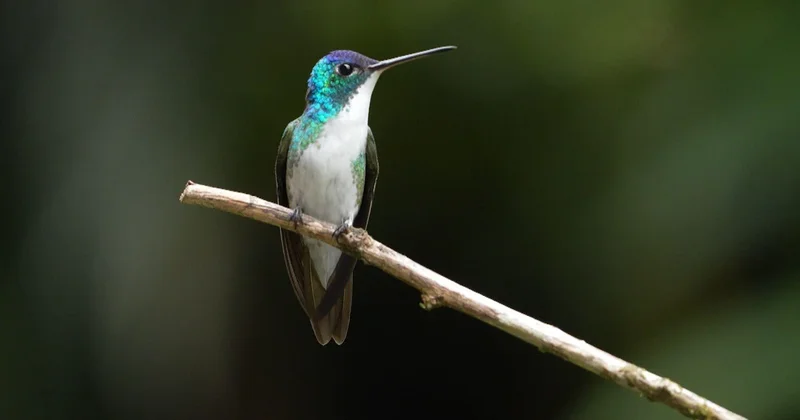 Birds flourish in Colombian region once home to guerrilla groups