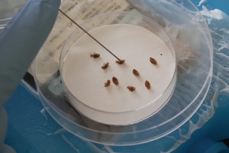 Bedbug infestations are on the rise and they could be more dangerous to humans than previously thought