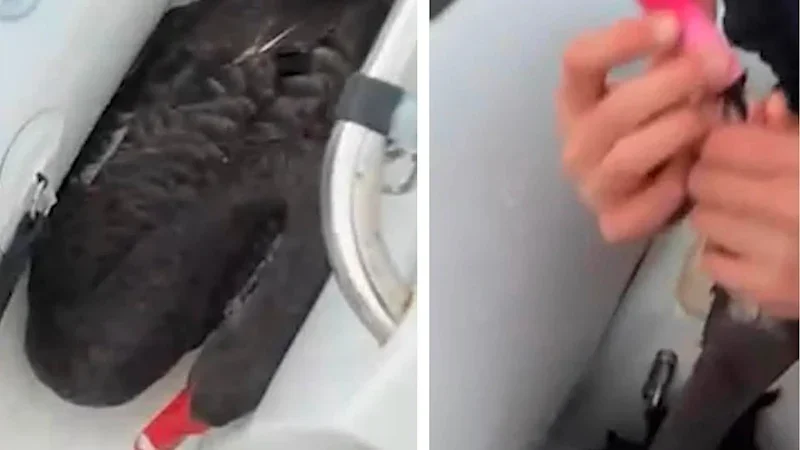 Two teenagers charged with animal cruelty over black swan video