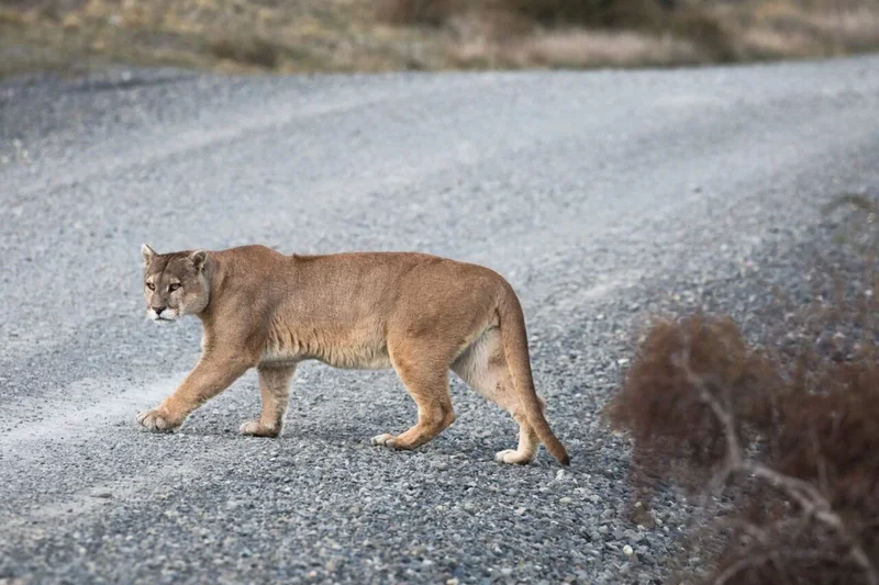 Pumas Are Helping Make Our Roads Safer, Study Finds