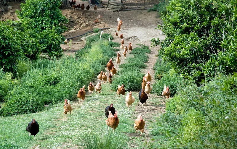 FOOD FOR THOUGHT: Organic free-range eggs are not all they’re cracked up to be, study finds
