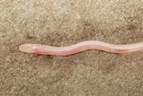Caught on TikTok, This Translucent Earthworm Eel Is a New Species Built for Total Darkness