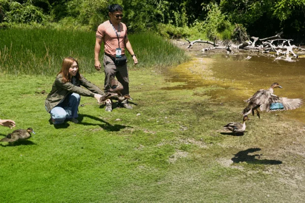 8 rehabilitated native wildlife returned to Leyte protected park