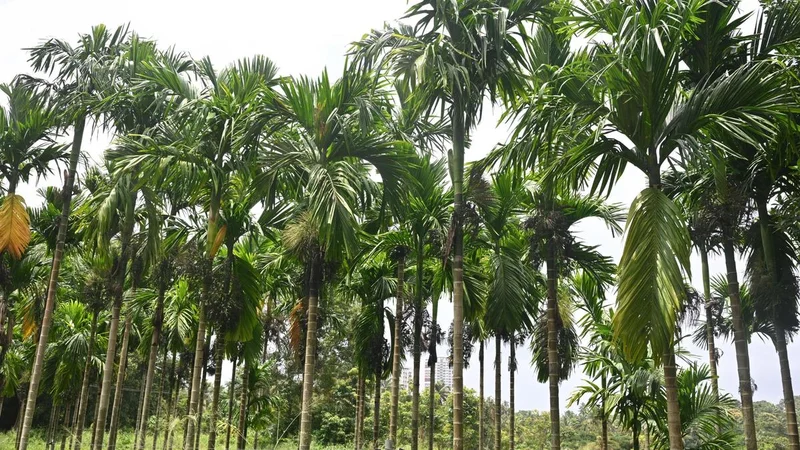Area under arecanut up by 30.25 % in last five years in India, 32.42 % in Karnataka