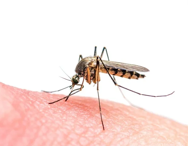 Human skin chemistry shapes species-specific mosquito attraction patterns