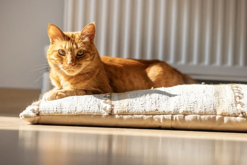 The simplest way to help your cat live longer, according to researchers
