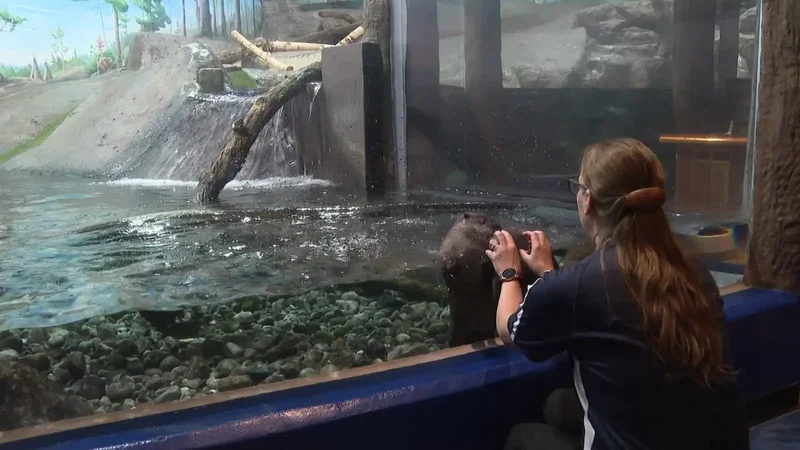 Ontario aquarium welcomes 3 new otter pups