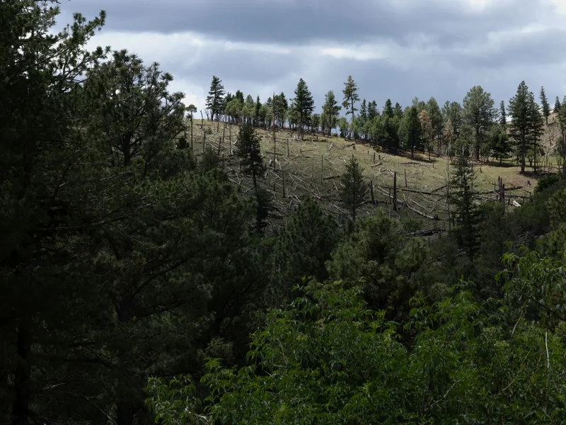 Trump administration moves to end rule protecting swaths of forest land