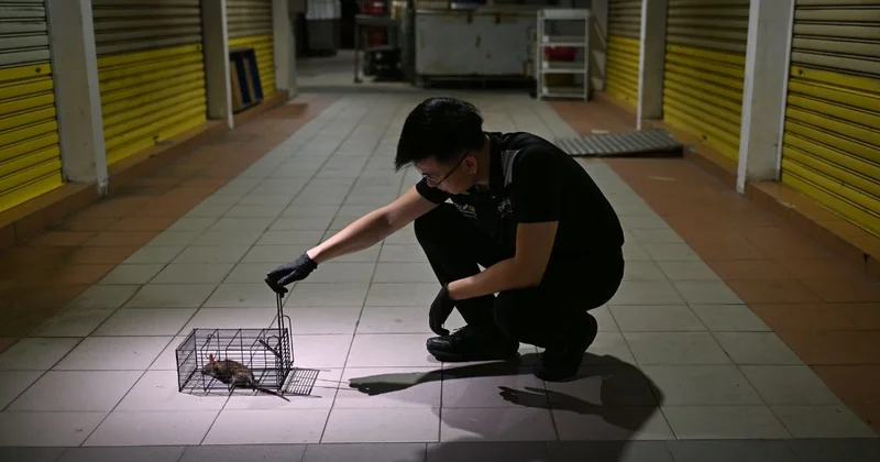 ‘I study them, then strike’: This ex-soldier now wages war on pests