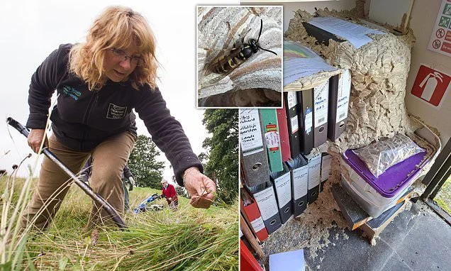 Finally an acceptable excuse to work from home! Wildlife warden is forced out of her office when thousands of WASPS move in and build giant nest
