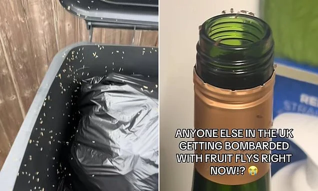 Why your house is a magnet for pests: Horrified Brits say their homes are crawling with ants, wasps and maggots - here's what's behind the invasion