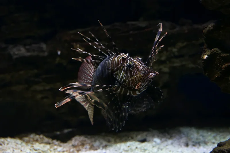 Invasive species are taking over the Mediterranean - and becoming food for humans as a result