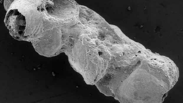 Why fossilized feces from ancestors of modern animals help us understand Earth’s early ecosystems