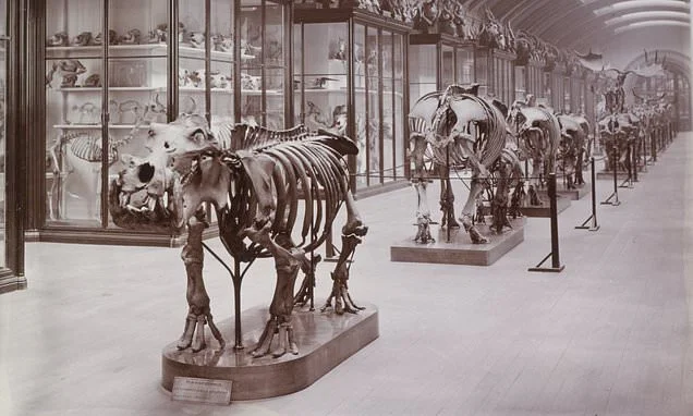 Natural History Museum is reopening its hidden gallery... that has been closed for 83 years