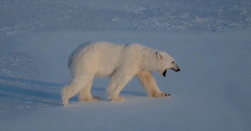 $5,255 fine issued after foghorn wakes up sleeping polar bear
