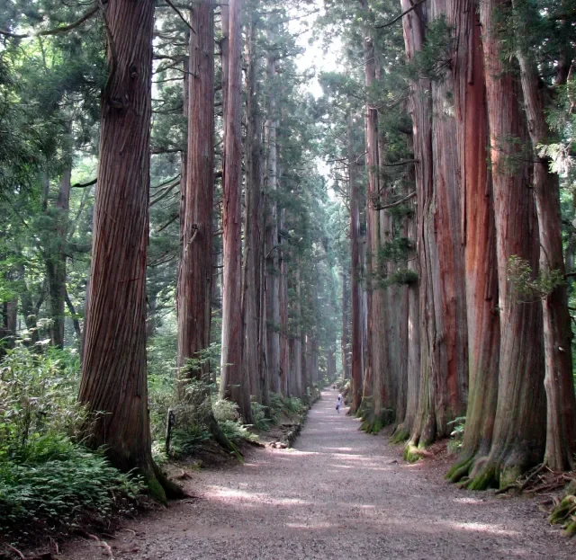 Earth’s oldest trees reveal history’s strongest solar storms
