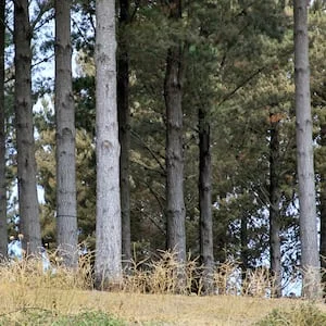 Coroner finds DIY tree felling at Invercargill property killed Edwin Coulter