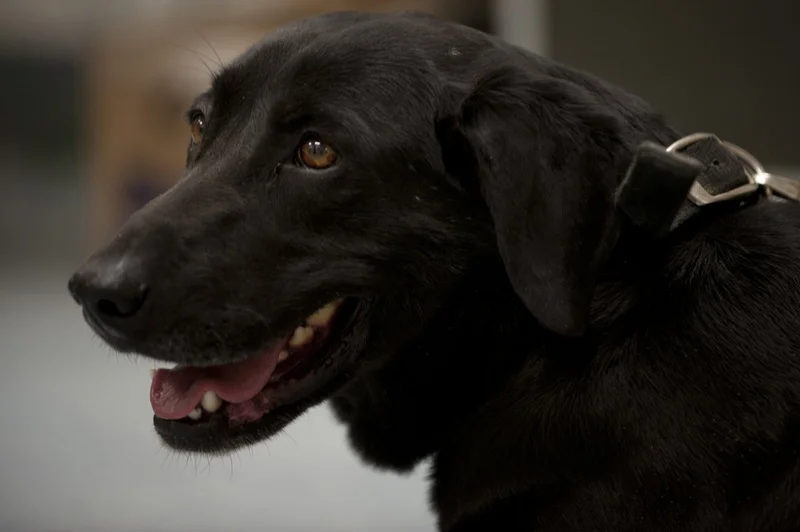 Taking Your Dog to Mexico Now Requires a Screwworm Certificate