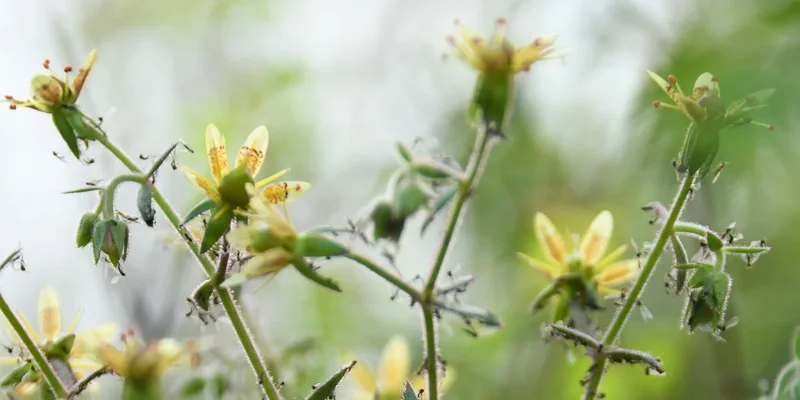 Newly discovered carnivorous plant is as deceptive as it is deadly