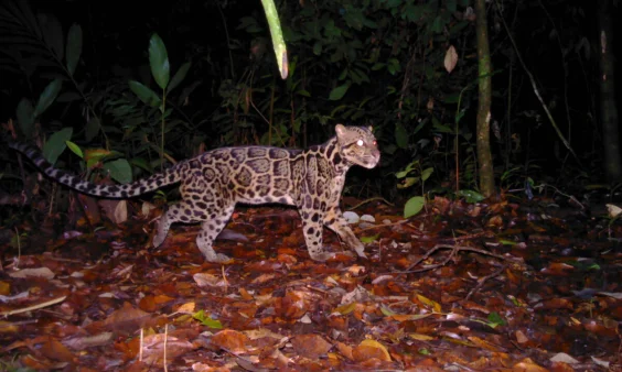 Check Out Rare Images of Borneo’s “Ghosts of the Forest”