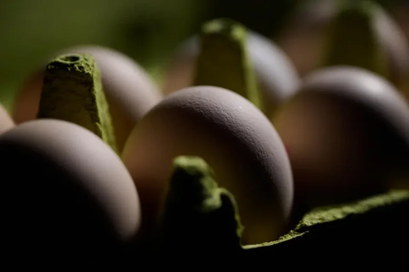 1.5 Million Egg Cartons Recalled—Alert Receives High Risk Designation From FDA