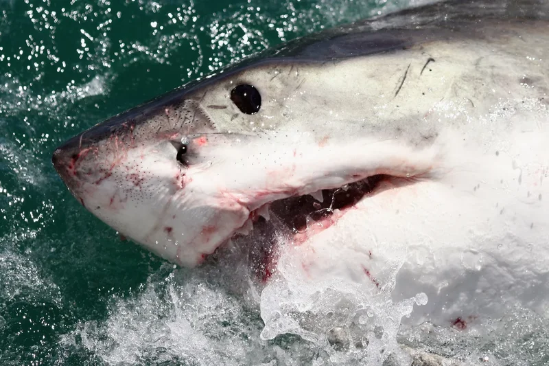 El Niño brings white sharks and sea snakes to California