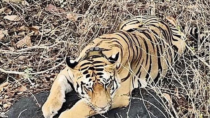 Operation intensified to capture tiger on the prowl in Eluru region of Andhra