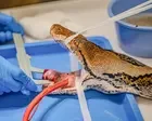 Python named Jodie Foster first snake to receive pioneering cancer treatment