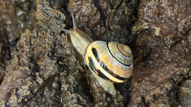 Snail slime does many jobs thanks to calcium
