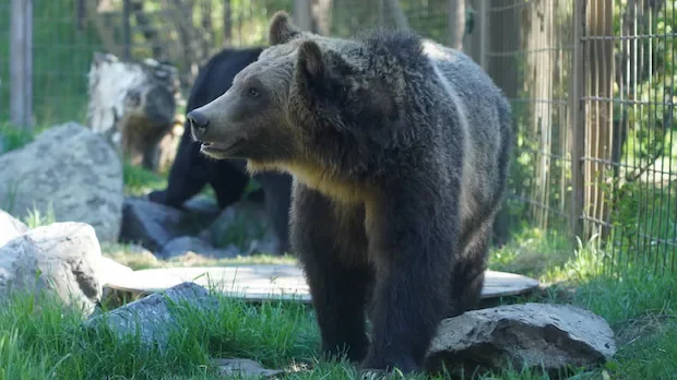 'No risk' to public safety after grizzly bear escaped enclosure, Calgary Zoo says