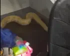 Virginia teacher and firefighters feud over whether a python started schoolhouse fire