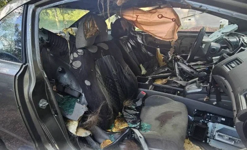 Bear dies after getting trapped in hot car