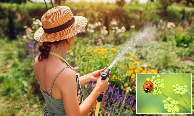 August gardening checklist: How to help your garden survive the heatwave - and create a haven to attract the 'gardener's best ally', the ladybird, even during a dry spell