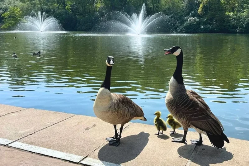 Members devastated after prestigious tennis club secretly culls geese and goslings