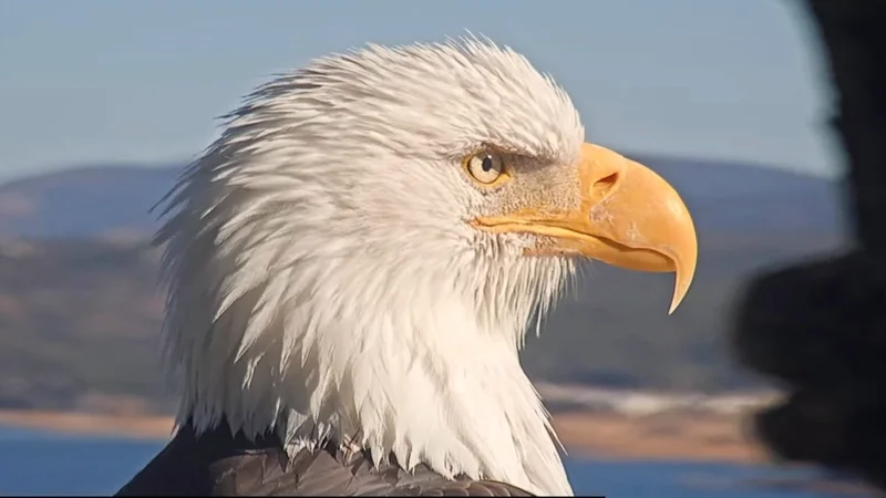 Jackie the bald eagle’s anemia worsens