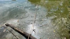 Murky pond will cost £100k for full restoration