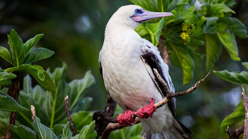 Rare tropical red-footed booby spotted in Maryland